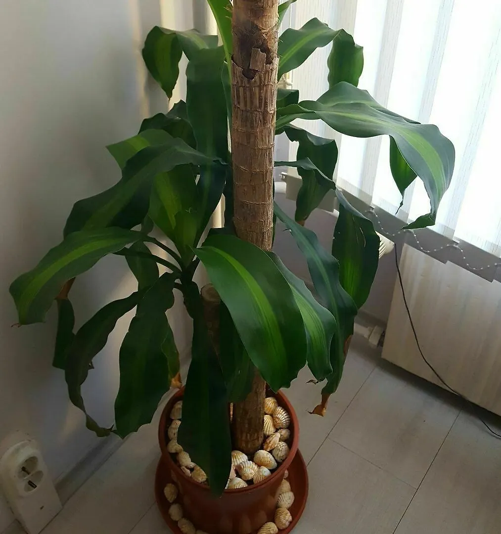 Modern Home Apartment Airport ソフィア